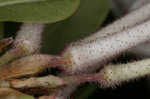 Swamp azalea